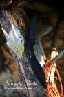 FOX Knives Fox - Kukri Gurka Black - 660 - coltello